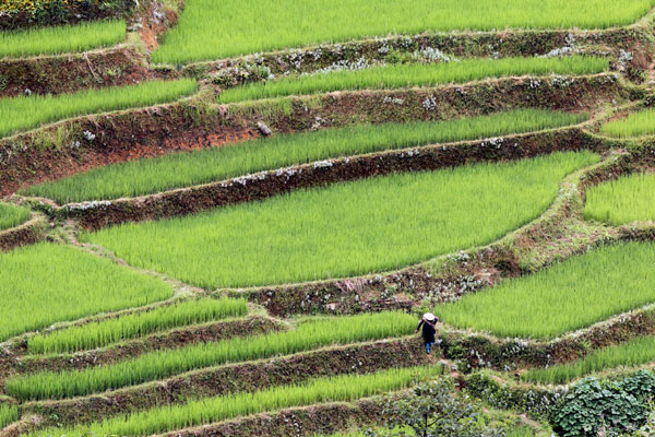 A bird's eye view of Hani rice terraces in Yuanyang county, Yunnan province. Terraces on top of the world