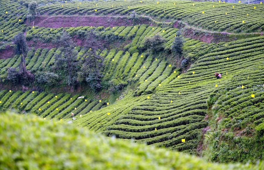 Journey of tea leaves