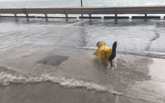 Typhoon Hato makes landfall in south China