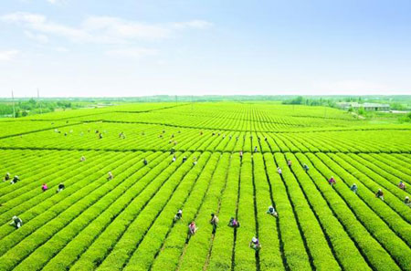 Anhui spring tea comes into market
