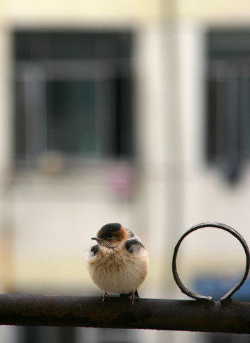 Little birds enjoy fresh air