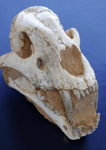 Dinosaur fossils back home