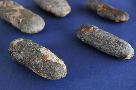 Dinosaur fossils back home