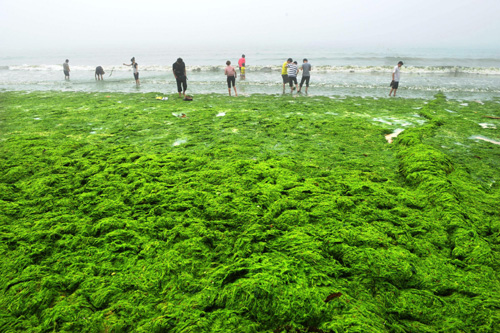 Green algae spread quickens off E China coast