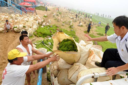 Green algae hits Qingdao beaches
