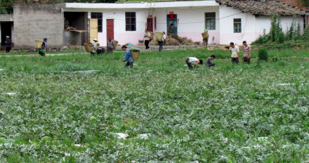 A photo, posted on melon grower Fu Youlian's micro blog on May 24, shows Fu's neighbors picking watermelons from their farmland. Micro blog rescues desperate melon farmer