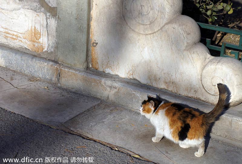 'Royal' stray cats wander in and around Forbidden City