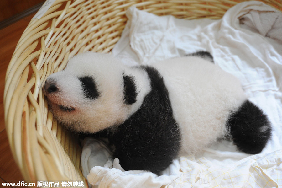 New-born giant panda cubs make their debut in Sichuan