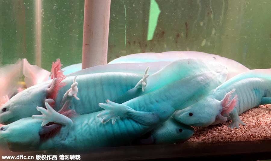 Mexico's 'fish with feet' spotted in China