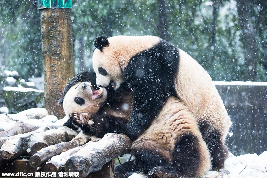 Pandas roll and tumble as they enjoy the first now in Hangzhou