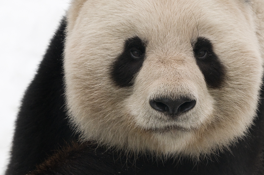 Giant panda no longer endangered - WWF