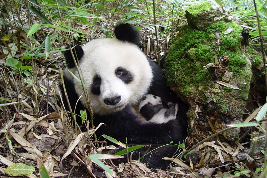 Giant panda no longer endangered - WWF