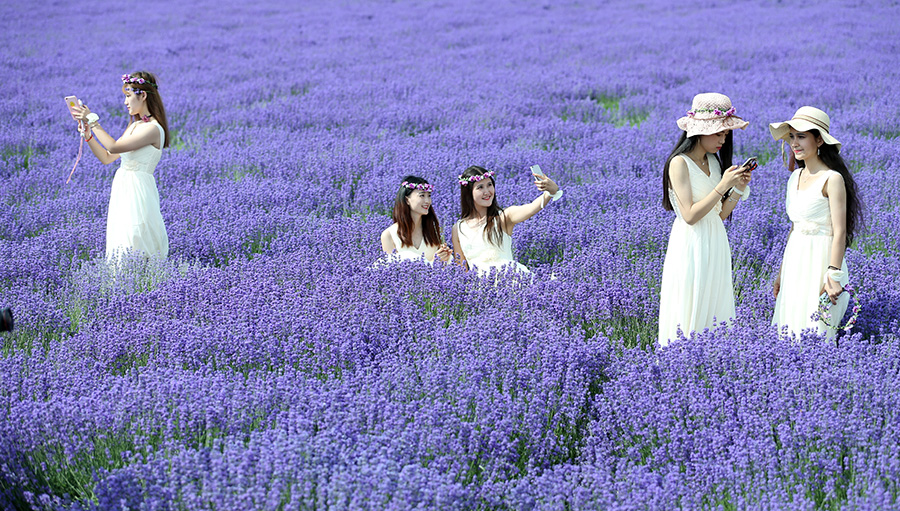 Lavenders bloom at Xinjiang's tourism festival