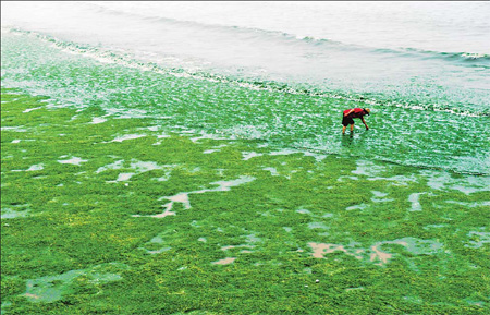Green algae hits Qingdao beaches
