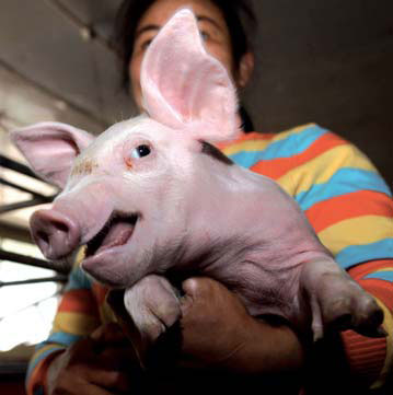 Squealing pigs foretell imminent danger