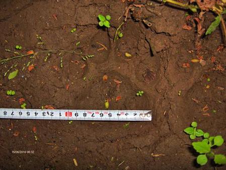 黑龍江迎春發(fā)現(xiàn)野生東北虎蹤跡(組圖)