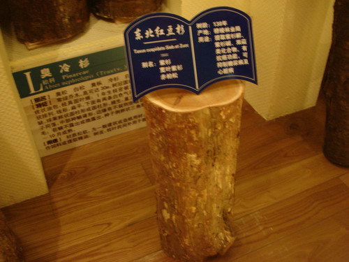 網(wǎng)絡(luò)媒體龍江行參觀穆棱遠(yuǎn)東林木博物館