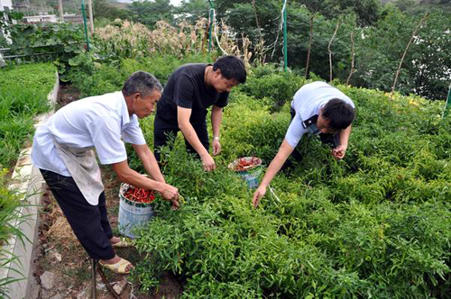 昆明警營(yíng)“菜園文化”創(chuàng)特色