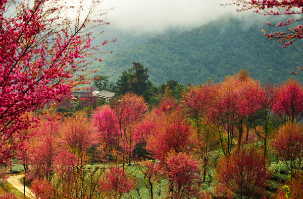 南澗無(wú)量山：冬日櫻花迷人眼