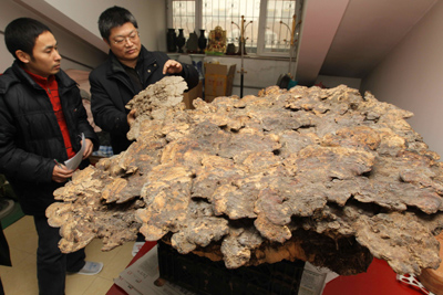 山東書(shū)畫(huà)家龍連航收藏巨大“靈芝王”