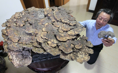 山東書(shū)畫(huà)家龍連航收藏巨大“靈芝王”