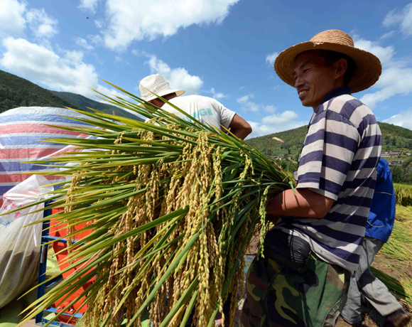 超級稻“楚粳28號”再創(chuàng)畝產(chǎn)956.9公斤的佳績