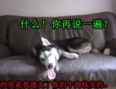 呆萌哈士奇網(wǎng)絡(luò)爆紅 囧表情加設(shè)計(jì)對白笑翻網(wǎng)友