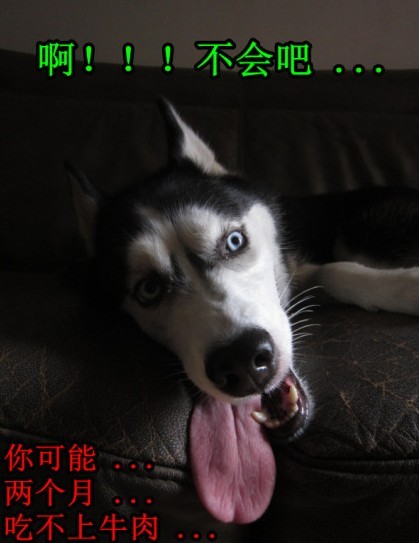 呆萌哈士奇網(wǎng)絡(luò)爆紅 囧表情加設(shè)計(jì)對白笑翻網(wǎng)友