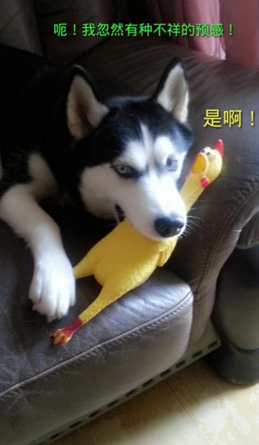 呆萌哈士奇網(wǎng)絡(luò)爆紅 囧表情加設(shè)計(jì)對(duì)白笑翻網(wǎng)友