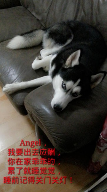 呆萌哈士奇網(wǎng)絡(luò)爆紅 囧表情加設(shè)計對白笑翻網(wǎng)友