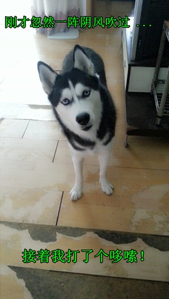 呆萌哈士奇網(wǎng)絡(luò)爆紅 囧表情加設(shè)計(jì)對(duì)白笑翻網(wǎng)友