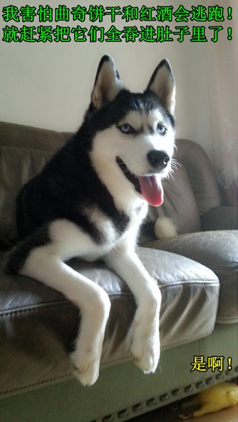 呆萌哈士奇網(wǎng)絡(luò)爆紅 囧表情加設(shè)計對白笑翻網(wǎng)友