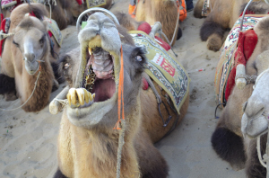 盤點(diǎn)十一長假關(guān)鍵詞：“爆棚”的“黃金粥”