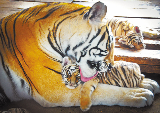 東北虎林園兩個(gè)月降生50只東北虎