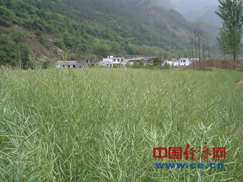 青島援建汶川紀實:為了北川人民安居樂業(yè)(圖)