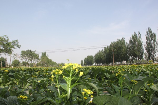周城村宏順達(dá)蔬菜產(chǎn)銷股份制合作社試驗項目簡介