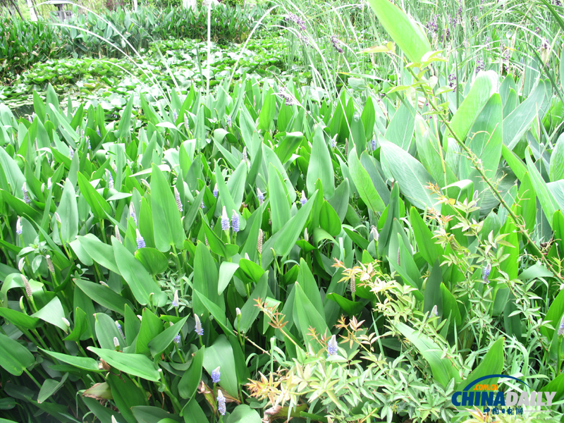 洱海月濕地公園 讓大理人民的“母親湖”洱海不再憔悴