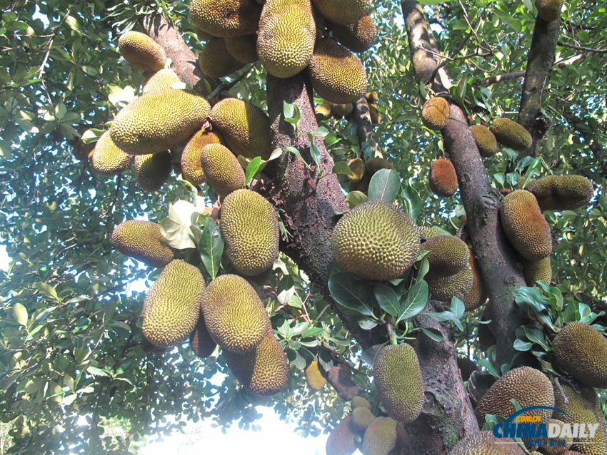 鐘靈毓秀 天下奇觀——勐巴娜西珍奇園
