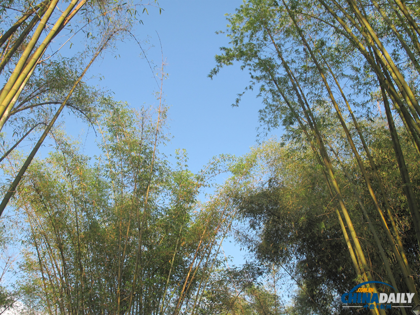 鐘靈毓秀 天下奇觀——勐巴娜西珍奇園