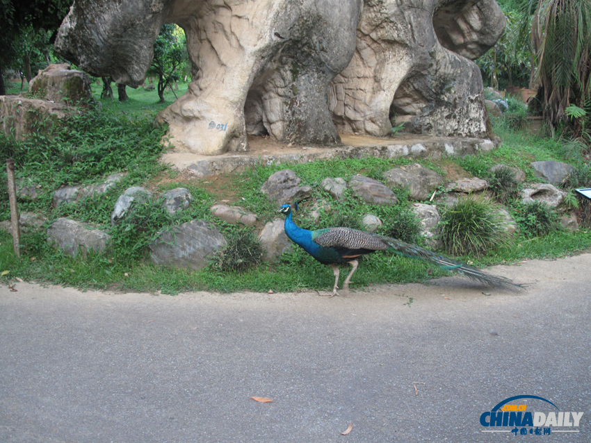 鐘靈毓秀 天下奇觀——勐巴娜西珍奇園