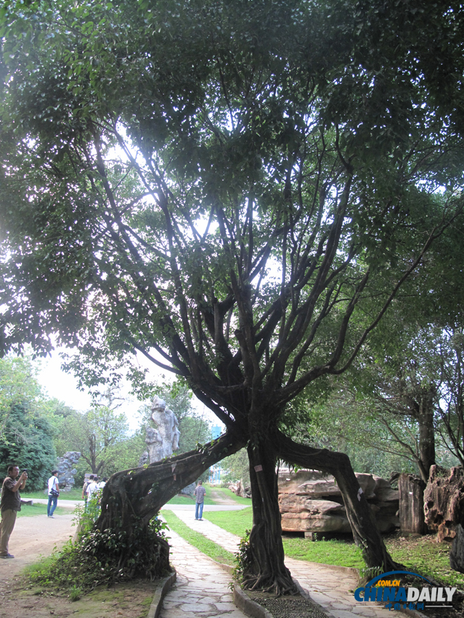 鐘靈毓秀 天下奇觀——勐巴娜西珍奇園