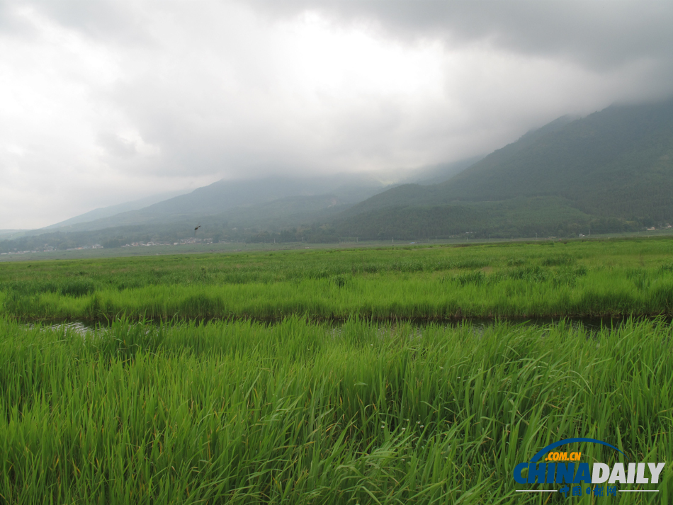 走進騰沖北海濕地 體驗“人在畫中游”的美景