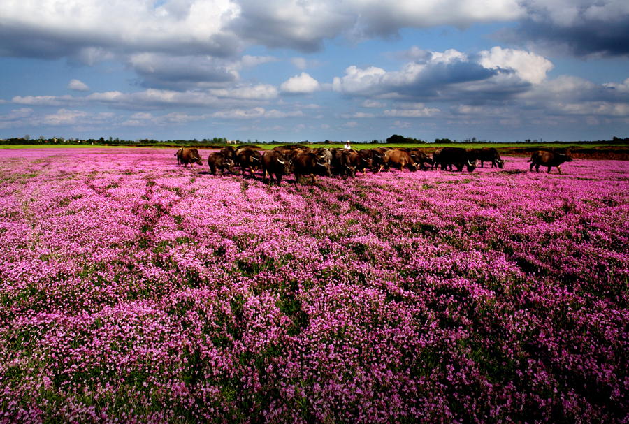 鄱陽湖：紅花草之春