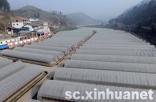 蔬菜大棚幫助青川災(zāi)區(qū)農(nóng)民走上致富道路