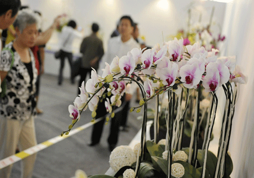三亞蘭花博覽會(huì)開幕