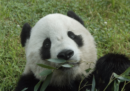 中國保護(hù)大熊貓研究中心迎接“泰山”回家過年