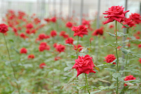 云南花卉熱銷海外市場 出口量和出口額同比增長51.5%、11.7%