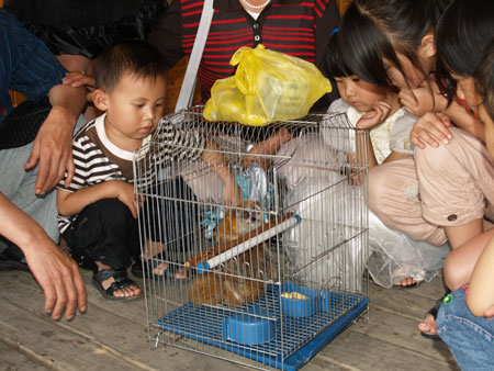 買(mǎi)1只蜂猴 救了3條命