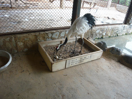 “一夫一妻制”丹頂鶴產(chǎn)下愛情結(jié)晶 其余雌鶴苦盼郎君