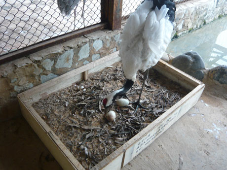 “一夫一妻制”丹頂鶴產(chǎn)下愛情結(jié)晶 其余雌鶴苦盼郎君